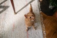 How to Remove Pet Urine Smell From Carpet (AZ Homeowner Guide) how to remove pet urine smell from carpet
